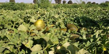 Castilla-La Mancha acogerá un seminario nacional donde se debatirán las últimas novedades en I+D+i en cultivos hortícolas