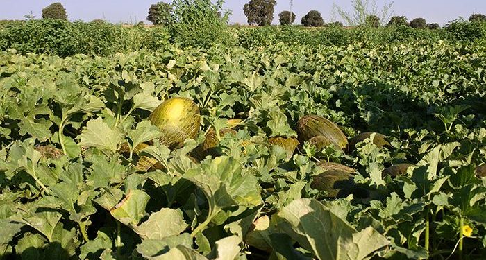 Castilla-La Mancha acogerá un seminario nacional donde se debatirán las últimas novedades en I+D+i en cultivos hortícolas