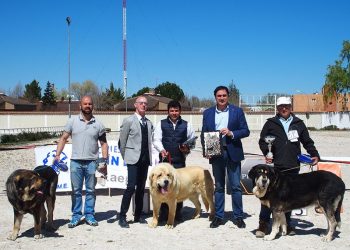 El Ayuntamiento de Cuenca ha colaborado con la organización del VI Concurso Nacional de Mastín Español