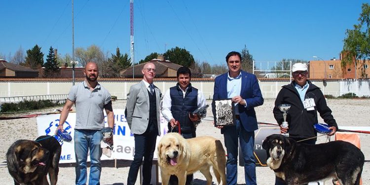 El Ayuntamiento de Cuenca ha colaborado con la organización del VI Concurso Nacional de Mastín Español