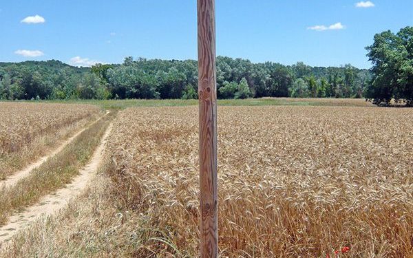 El Campus Diputación de Cuenca de Senderismo 2019 retoma este sábado su actividad en Sisante y El Picazo