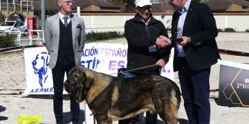 El VI Concurso Nacional de Mastín Español estrena escenario en el recinto de la Hípica con éxito de participantes y público