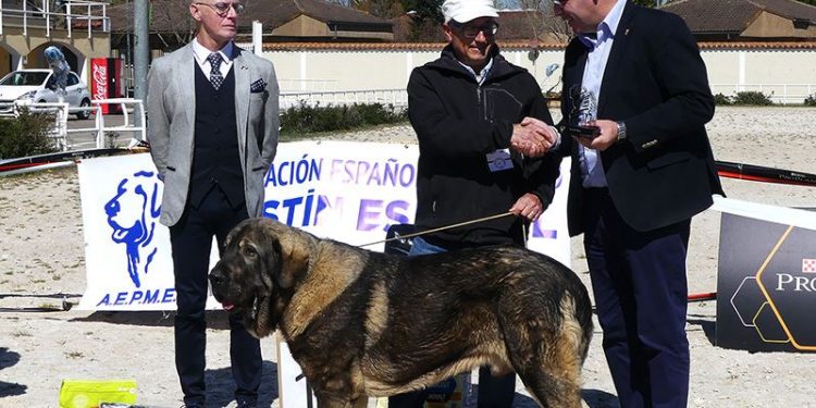 El VI Concurso Nacional de Mastín Español estrena escenario en el recinto de la Hípica con éxito de participantes y público