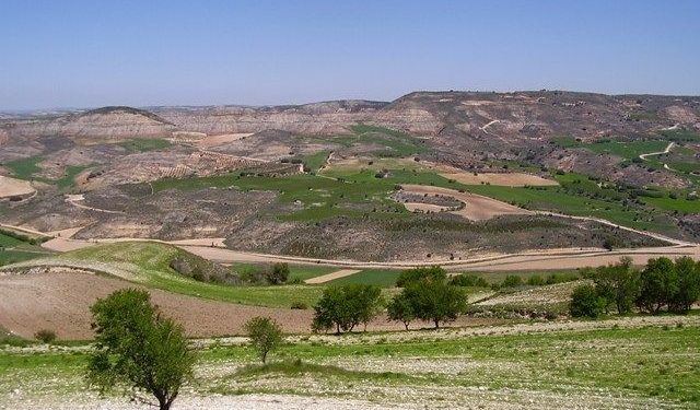 El Ayuntamiento de Huete defenderá el cultivo de la trufa en el próximo pleno