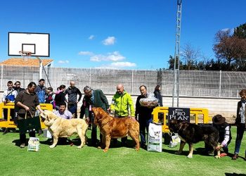 Todo listo para la celebración este sábado del VI Concurso Nacional de Mastín Español en el recinto de la Hípica