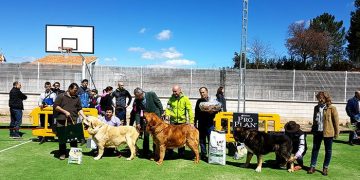 Todo listo para la celebración este sábado del VI Concurso Nacional de Mastín Español en el recinto de la Hípica