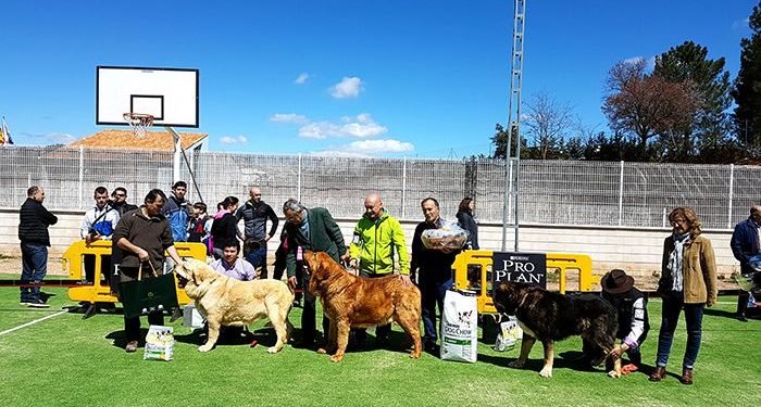 Todo listo para la celebración este sábado del VI Concurso Nacional de Mastín Español en el recinto de la Hípica