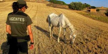 UGT solicita la reunión extraordinaria del Comité de Seguridad y Salud Laboral ante el paro de los Agentes Medioambientales