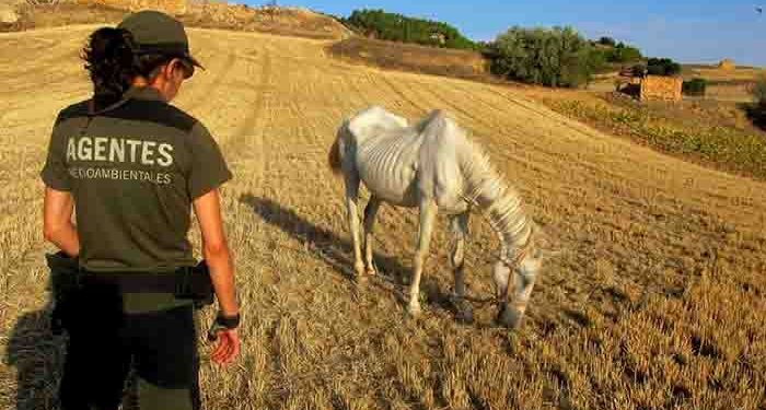 UGT solicita la reunión extraordinaria del Comité de Seguridad y Salud Laboral ante el paro de los Agentes Medioambientales