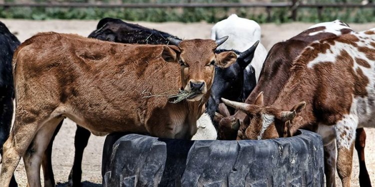 Unión de Uniones pide ayudas para reponer el ganado sacrificado en los planes de erradicación de tuberculosis