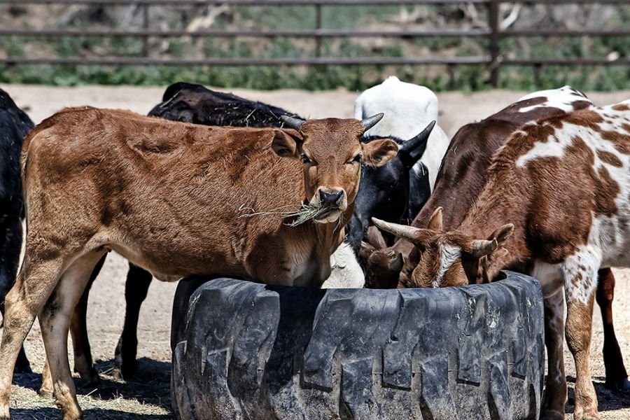 Unión de Uniones pide ayudas para reponer el ganado sacrificado en los planes de erradicación de tuberculosis