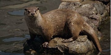 Ecologistas en Acción denuncia que se están trasladando nutrias desde la laguna de Uña al entorno de Buendía