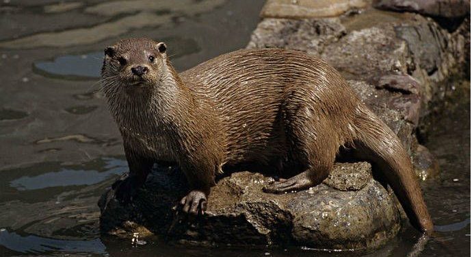 Ecologistas en Acción denuncia que se están trasladando nutrias desde la laguna de Uña al entorno de Buendía