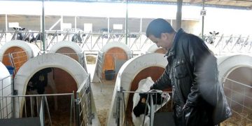 El Gobierno de Castilla-La Mancha abona este viernes más de 7,2 millones de euros de ayudas de la PAC, principalmente para vacuno