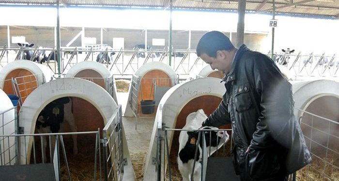 El Gobierno de Castilla-La Mancha abona este viernes más de 7,2 millones de euros de ayudas de la PAC, principalmente para vacuno