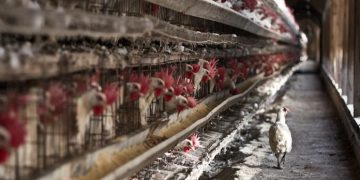 Pueblos Vivos advierte de que la granja industrial de gallinas ponedoras más grande de España podría instalarse en San Clemente