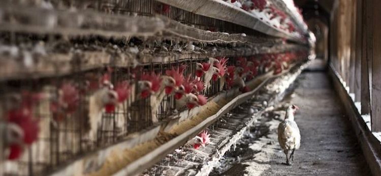 Pueblos Vivos advierte de que la granja industrial de gallinas ponedoras más grande de España podría instalarse en San Clemente