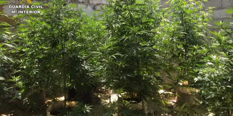 La Guardia Civil detiene a dos personas por cultivo de marihuana en Saelices