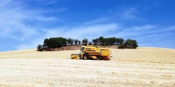 Generalizada la siega del cereal en toda la provincia de Cuenca con previsión de cosecha un 30 por ciento menor que la campaña anterior