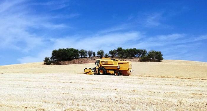 Generalizada la siega del cereal en toda la provincia de Cuenca con previsión de cosecha un 30 por ciento menor que la campaña anterior