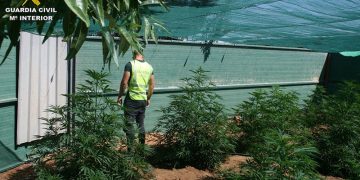 La Guardia Civil de Cuenca detiene a dos personas e investiga a otra por cultivo de drogas en las inmediaciones de la localidad de Arcas