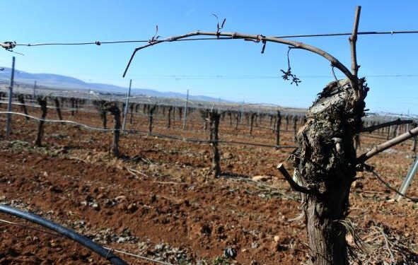 Castilla-La Mancha obtiene más de la mitad de la superficie asignada a nivel nacional de nuevas plantaciones de viñedo para esta campaña