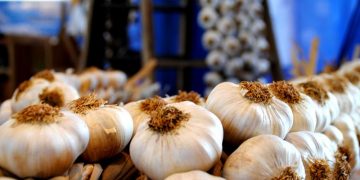 Siete cocineros de toda España compiten por el primer premio del XI Concurso  Nacional de Cocina `Ajo Morado de las Pedroñeras´