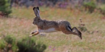 Un estudio revela una situación de la población de liebres en Castilla-La Mancha mejor de la esperada tras el impacto de la mixomatosis