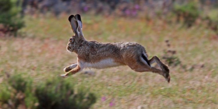 Un estudio revela una situación de la población de liebres en Castilla-La Mancha mejor de la esperada tras el impacto de la mixomatosis