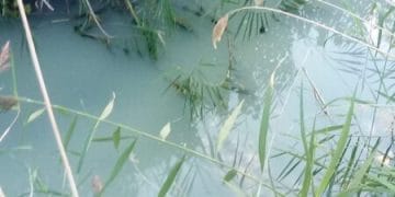 Denuncian vertidos en el río Chillarón antes de su desembocadura en el Júcar