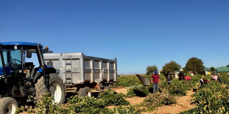 ASAJA CLM alerta a los agricultores para que no entreguen su uva sin los contratos cumplimentados y firmados