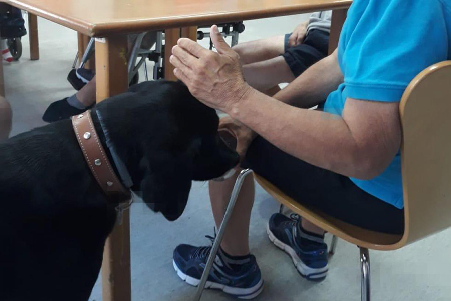 La Junta extiende la terapia asistida con perros al ámbito de la discapacidad