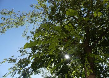 La patronal conquense señala una línea de financiación para proyectos que luchen contra el cambio climático