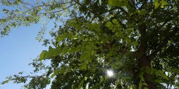 La patronal conquense señala una línea de financiación para proyectos que luchen contra el cambio climático