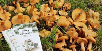 La UCLM publica la Guía de setas de la provincia de Cuenca