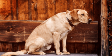 El 39,3% de las Casas Rurales en España admiten mascotas