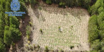 La Policía Nacional desarticula un grupo de albanos dedicado al cultivo y distribución de marihuana en Huélamo, en el Parque Natural Serranía de Cuenca