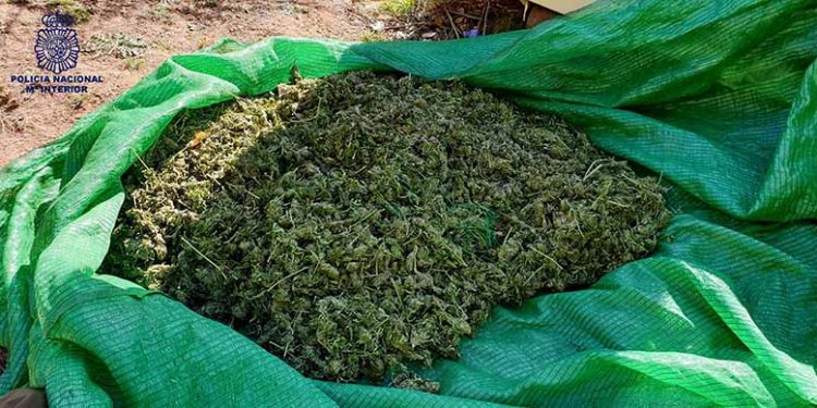 La Policía Nacional desarticula un grupo de albanos dedicado al cultivo y distribución de marihuana en Huélamo, en el Parque Natural Serranía de Cuenca