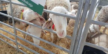 San Clemente acoge la subasta de Bolsa de Sementales de la Asociación Nacional de Criadores de Oveja Manchega