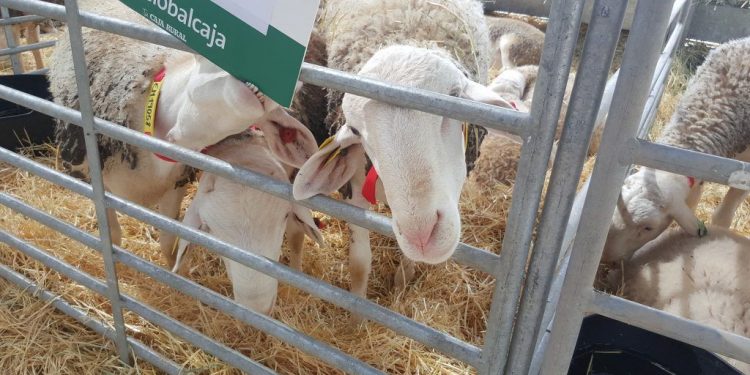 San Clemente acoge la subasta de Bolsa de Sementales de la Asociación Nacional de Criadores de Oveja Manchega San Clemente acoge la subasta de Bolsa de Sementales de la Asociación Nacional de Criadores de Oveja Manchega