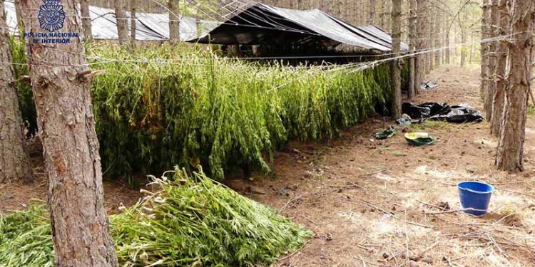 La Policía Nacional desarticula un grupo de albanos dedicado al cultivo y distribución de marihuana en Huélamo, en el Parque Natural Serranía de Cuenca