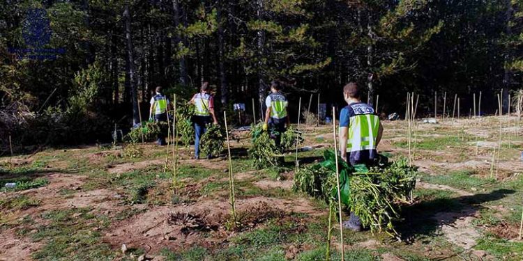 La Policía Nacional desarticula un grupo de albanos dedicado al cultivo y distribución de marihuana en Huélamo, en el Parque Natural Serranía de Cuenca
