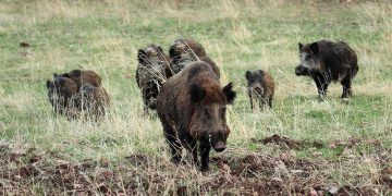 Científicos, cazadores, gestores y conservacionistas unen fuerzas para prevenir la peste porcina en España