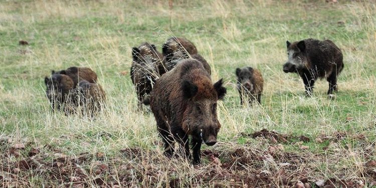 Científicos, cazadores, gestores y conservacionistas unen fuerzas para prevenir la peste porcina en España Científicos, cazadores, gestores y conservacionistas unen fuerzas para prevenir la peste porcina en España