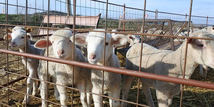 Castilla-La Mancha es declarada oficialmente región indemne a la brucelosis ovina y caprina Castilla-La Mancha es declarada oficialmente región indemne a la brucelosis ovina y caprina