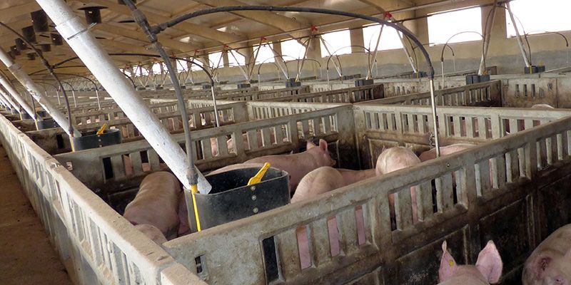 Pueblos Vivos Cuenca denuncia la puesta en funcionamiento de una macrogranja de cerdos en Almendros sin tener los permisos pertinentes