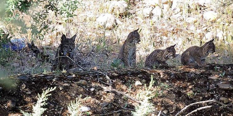 El Gobierno de Castilla-La Mancha publica las nuevas zonas de presencia estable y reproductora para el lince ibérico