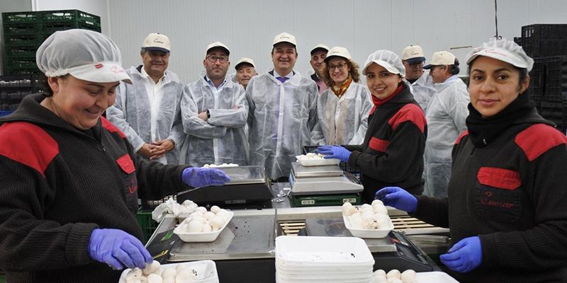 La mitad de la producción de champiñón a nivel nacional proviene de Castilla-La Mancha, un sector que factura alrededor de 40 millones de euros al año