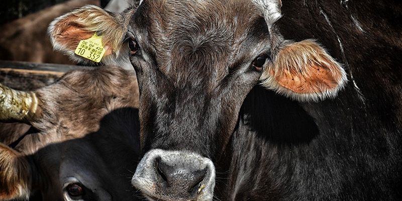 Unión de Uniones denuncia que las indemnizaciones por sacrificios sanitarios ganaderos llevan sin actualizarse 9 años