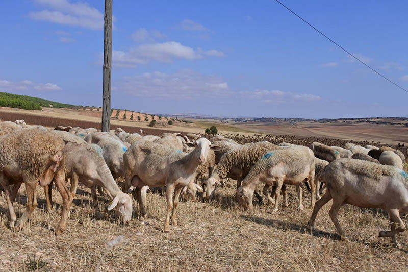 Castilla-La Mancha ingresa este viernes en las cuentas de 14.000 agricultores y ganaderos cerca de 20 millones de euros de ayudas de la PAC